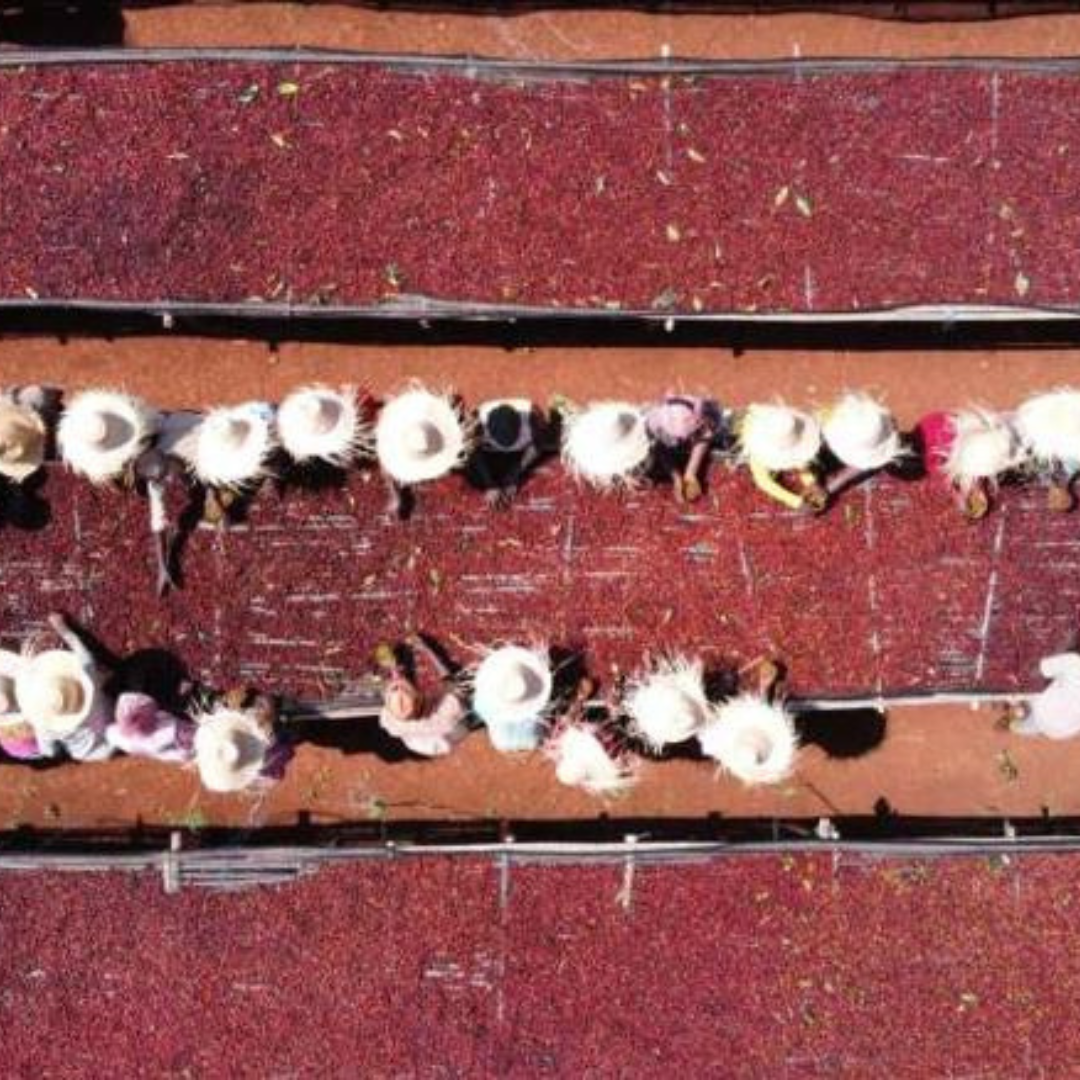 ETHIOPIA Chelchele Factory G1 Anaerobic Natural