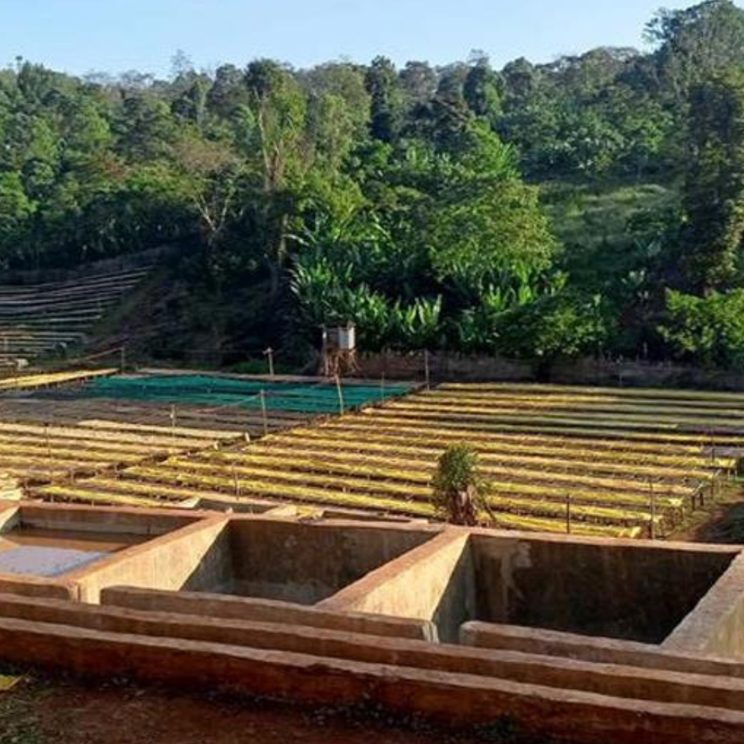 ETHIOPIA Chelchele Factory G1 Washed (T.O.H #2)