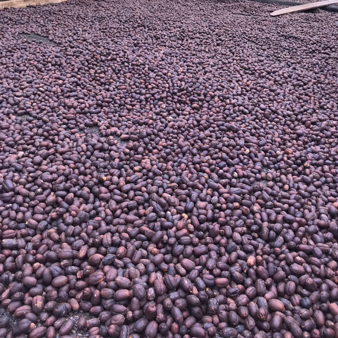 ECUADOR Yacuri Community Typica Origin La Papaya Natural
