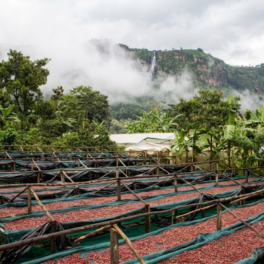 UGANDA Mugisi Factory Anaerobic Natural