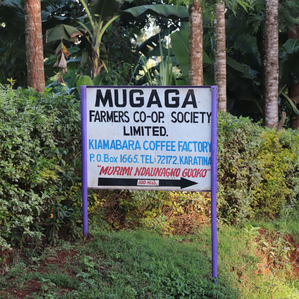 KENYA Kiamabara Factory AA Top Washed