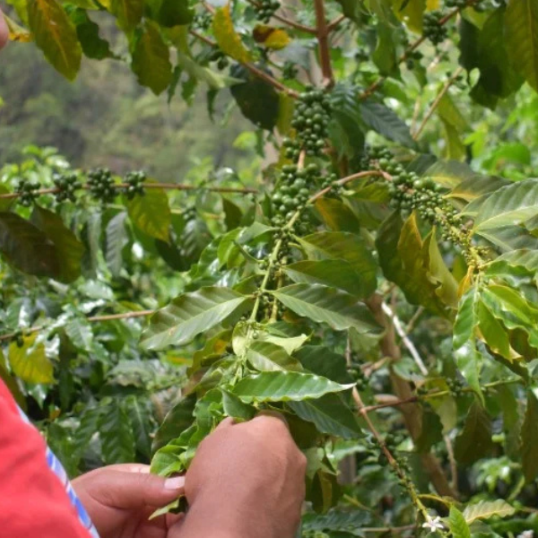 COLOMBIA Finca Milan Niu (Coconut Culturing)