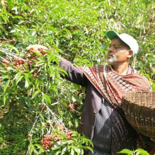 ETHIOPIA Chelchele Factory G1 Anaerobic Natural