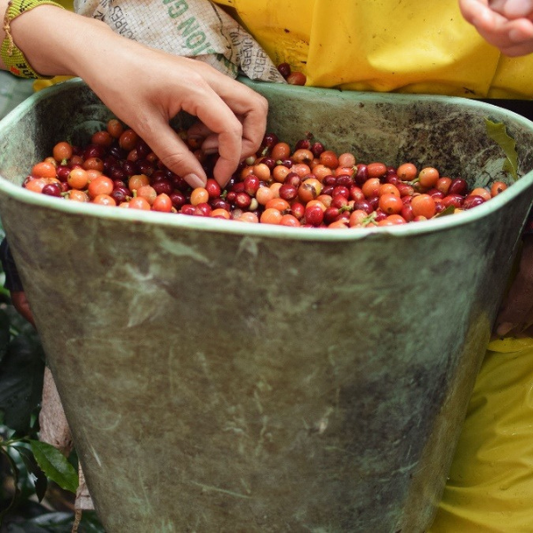 COLOMBIA Finca Monteverde WushWush Yeast Anaerobic Natural