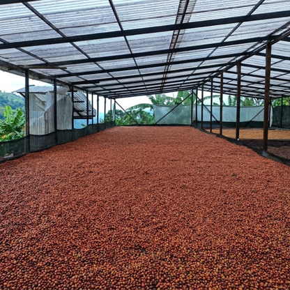 COLOMBIA Finca La Esmeralda Geisha Honey