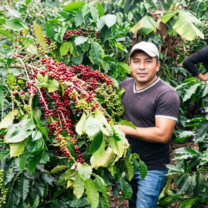 COLOMBIA Finca La Esmeralda Geisha Honey