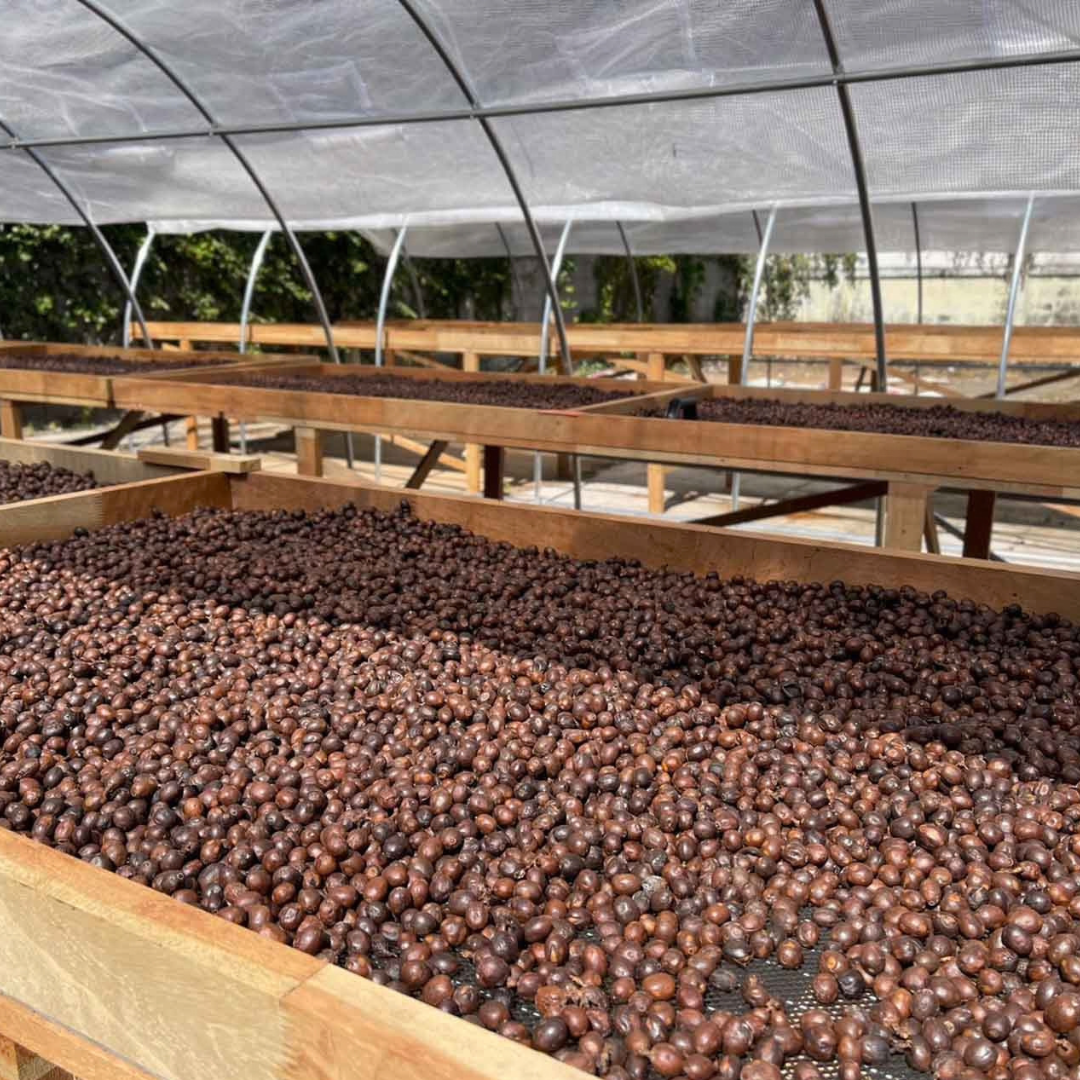 THAILAND Yosniyom Farm Yeast BMC Natural