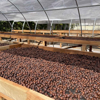 THAILAND Yosniyom Farm Yeast BMC Natural