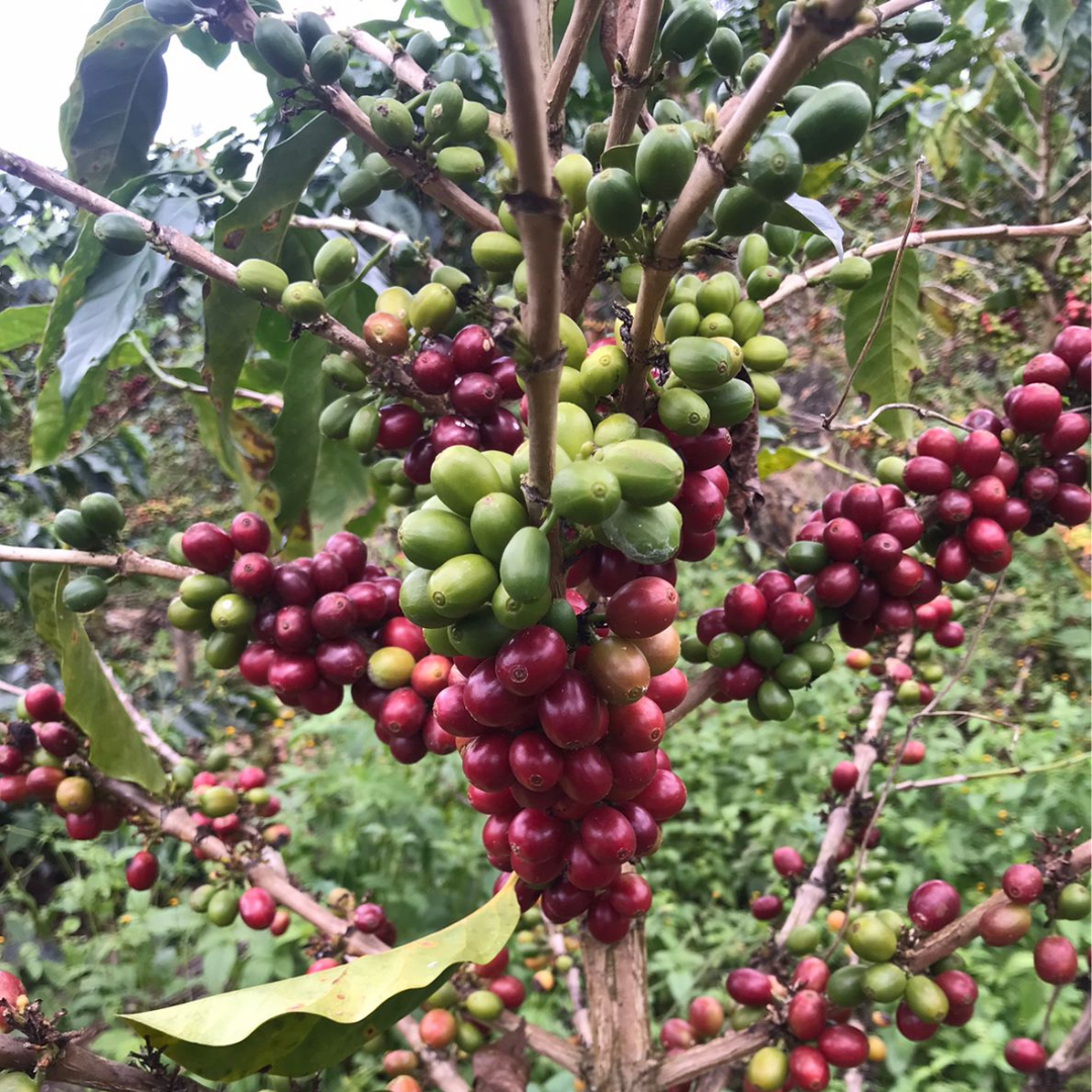 ECUADOR Yacuri Community Typica Origin La Papaya Natural