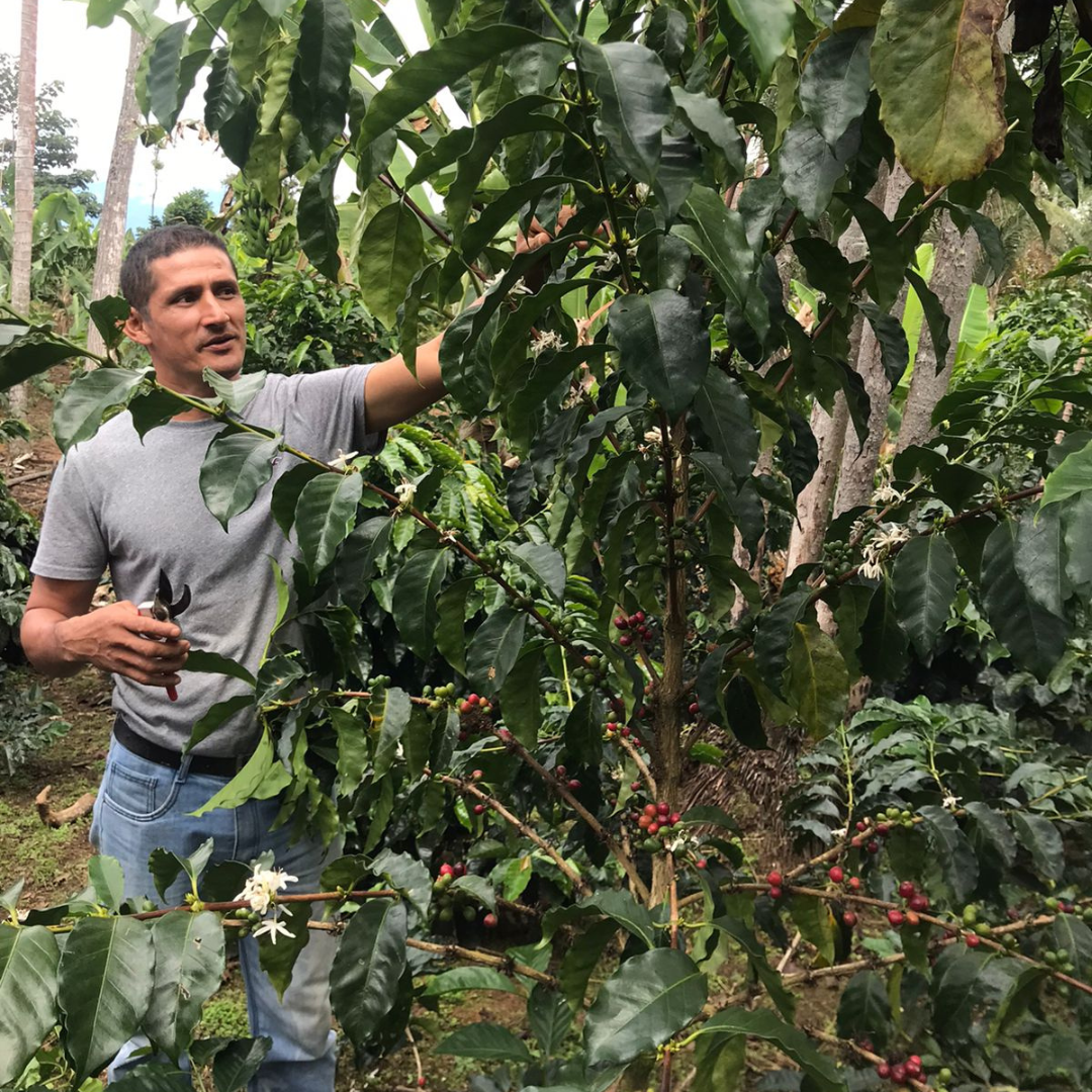 ECUADOR Yacuri Community Typica Origin La Papaya Natural