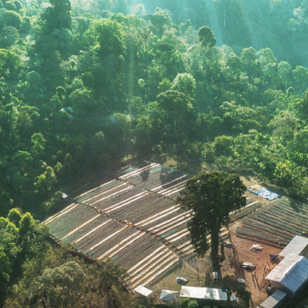 ETHIOPIA Benti Nenka Anaerobic Natural