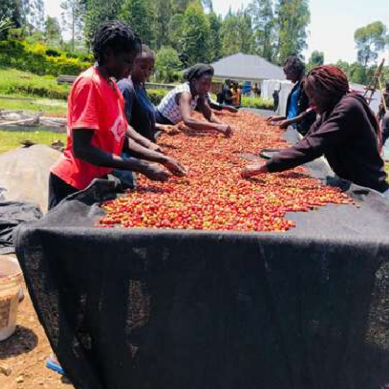 KENYA Alphine Factory Orange Co-ferment Anaerobic Natural