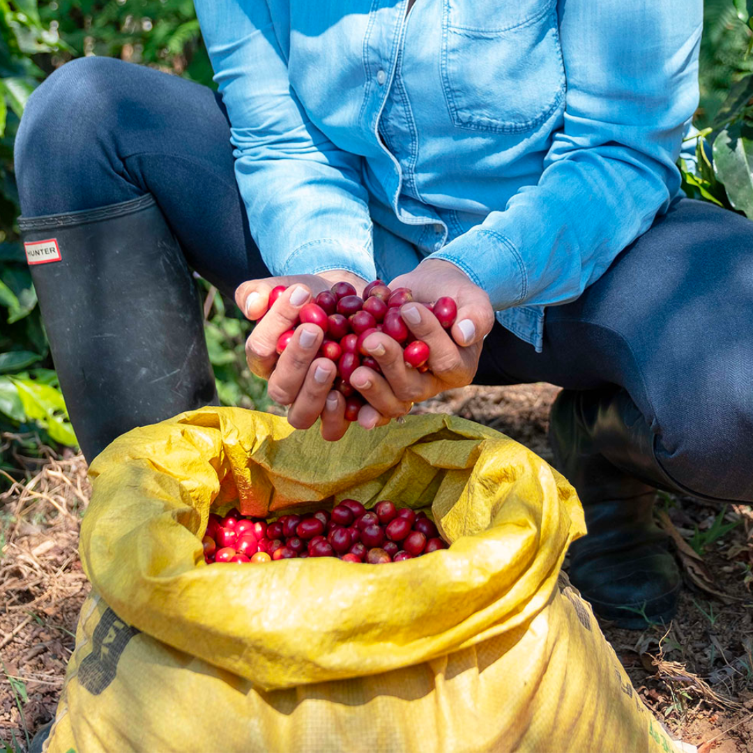 HONDURAS Marcala El Puente Catuai Washed