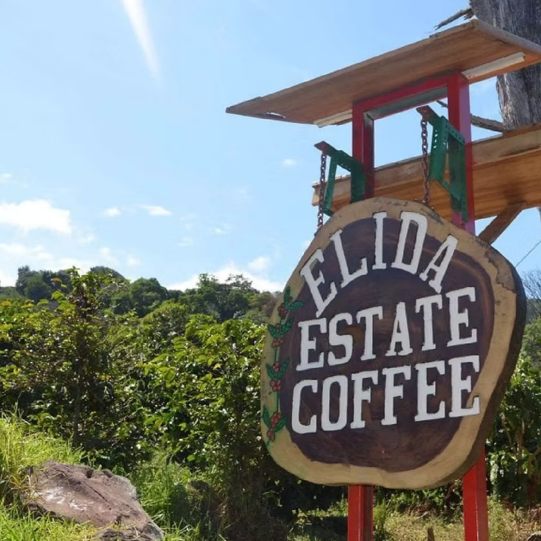 PANAMA Elida Estate Vuelta Plot Geisha DRD