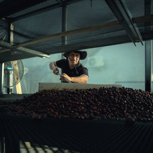 PANAMA TNT Coffee Lab Geisha Flower Touch