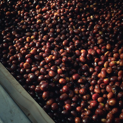 PANAMA TNT Coffee Lab Geisha Flower Touch
