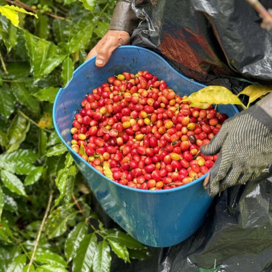 COLOMBIA Finca Milan Maypop (Lychee Culturing)