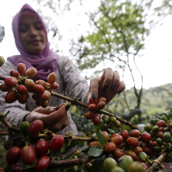 S.O.E. - INDONESIA Gayo Golden Mandheling Wet-Hulling