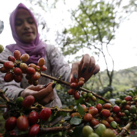 S.O.E. - INDONESIA Gayo Golden Mandheling Wet-Hulling