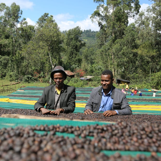 ETHIOPIA Bilelign Cooperative Natural