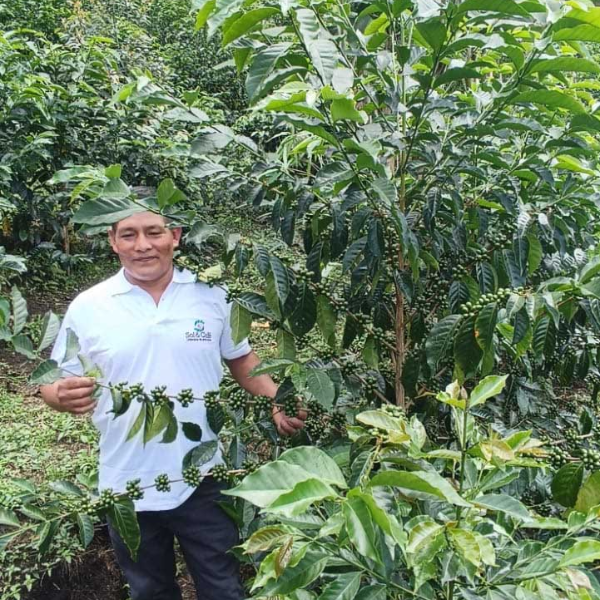 PERU Cajamarca El Mirador Geisha (2024 COE#1 Farm)