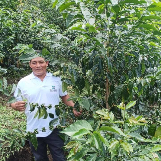 PERU Cajamarca El Mirador Geisha (2024 COE#1 Farm)