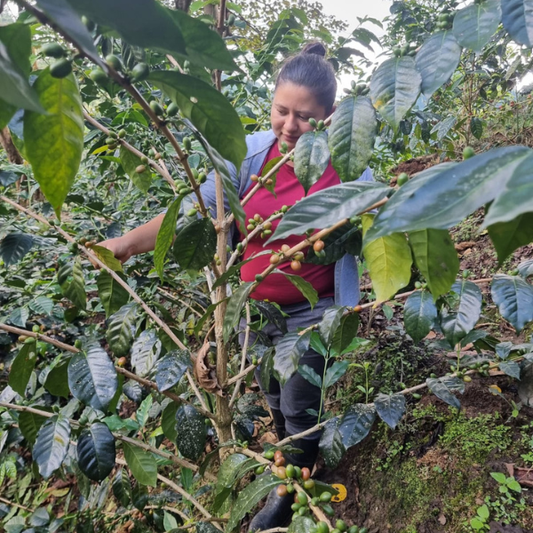 COLOMBIA Finca Varietales Geisha Honey