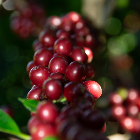 COSTA RICA El Renacer Hybrid Excelencia Black Honey