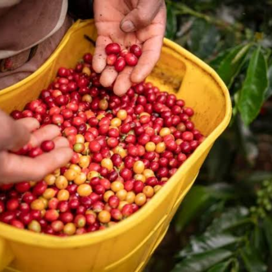 ETHIOPIA Sakicha Station Washed